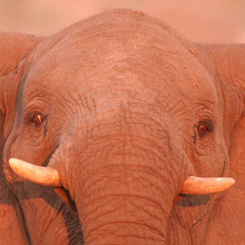 12 Incredible Facts About Elephants