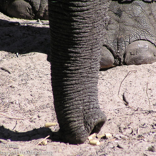 Elephants: Trunk may be one of most sensitive body parts of any animal