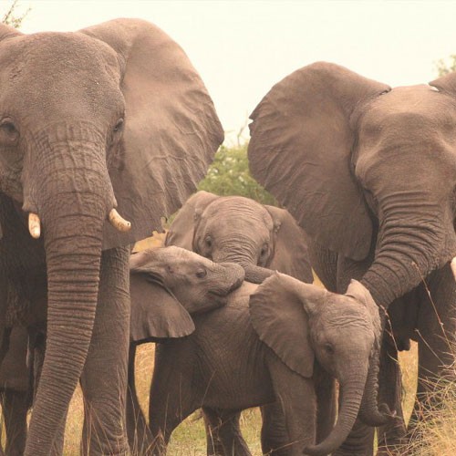 How Many Elephants Are Left In The World?