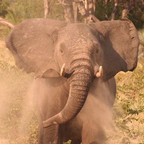 10 Extraordinary Facts About Elephant Trunks