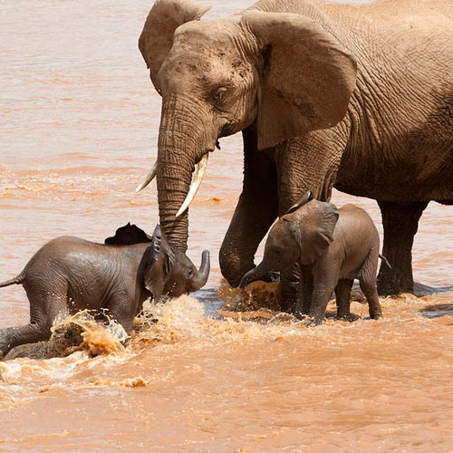 Information and Facts About Elephant Babies