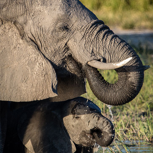 African Elephant Facts - Elephants For Africa