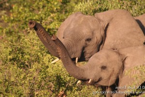 Two elephants with trunks up