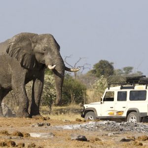 elephant size facts