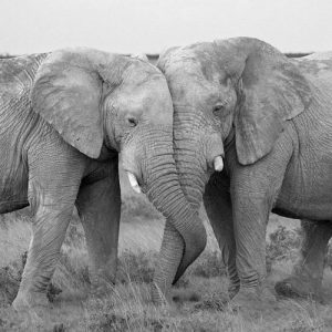 elephant relationship facts