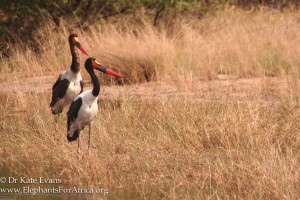 Saddle billed storks