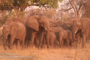 Elephant herd