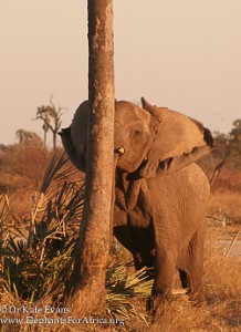 Elephant Palm Thin