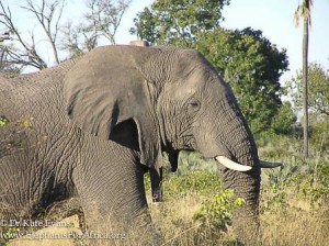 Mafunyane with his distinctive ear and collar