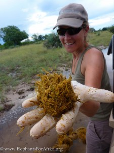 Dr Kate evans and elephant poo