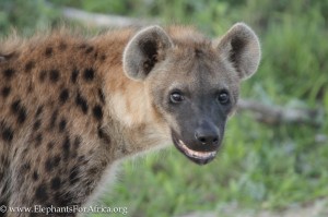 SpottedHyaena-2