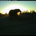 Elephant at dawn caught on camera