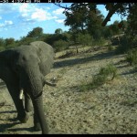 Young male coming to investigate