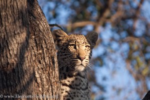 Female leopard 