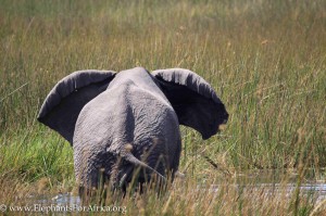 Mafunyane showing us his distinctive right ear and confirming his ID