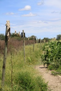 Chilli fence ready for action