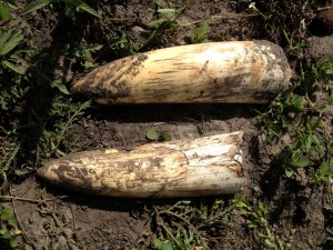 Broken tusks found in a farmers field