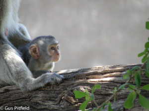 Baby monkey in camp observing researchers 