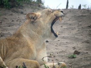 Big yawn