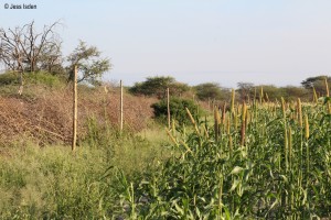 An installed and effective chilli fence keeping elephant at bay