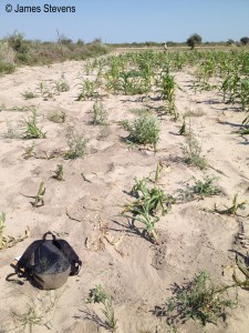 Elephant crop damage caused by trampling not eating