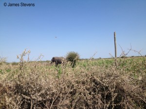 Elephant raiding a field