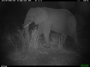 cameratrap1