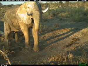 cameratrap2