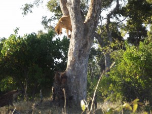 Cackling hyena!