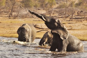 Elephant playtime