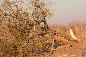 Fallen Shepards tree