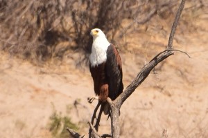 Fish eagle spotted by the river